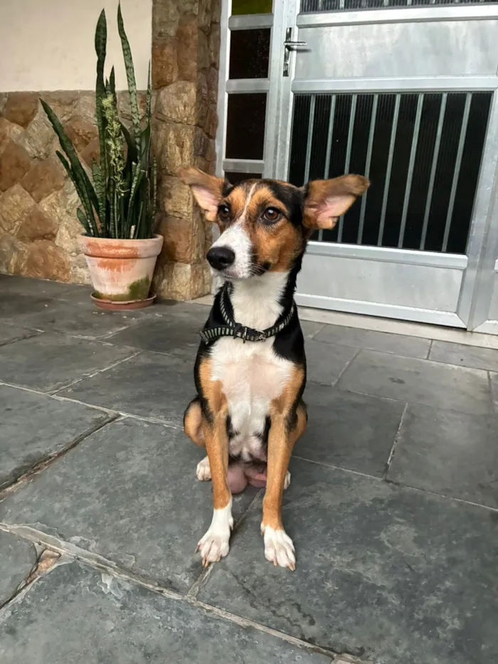 Cachorro raça SRD-ViraLata idade 2 anos nome D. Judite 