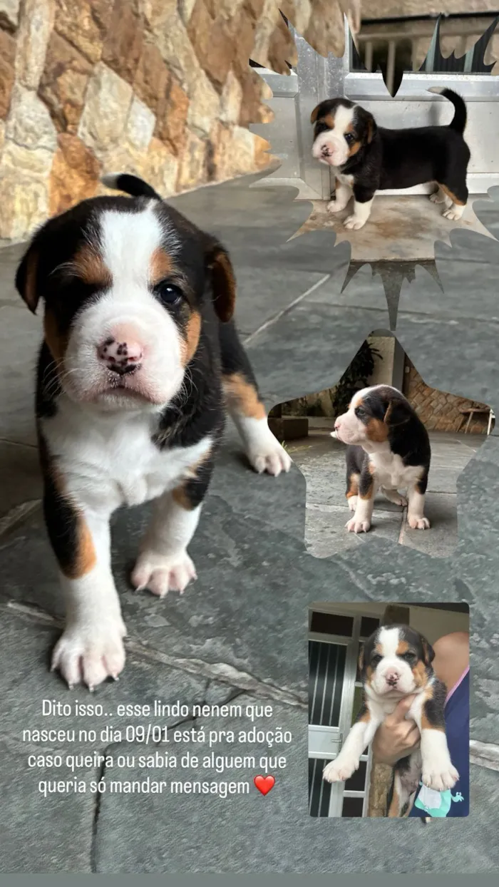 Cachorro raça SRD-ViraLata idade 2 anos nome D. Judite 