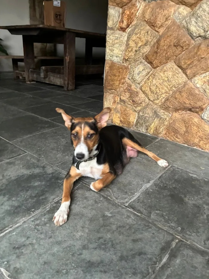 Cachorro raça SRD-ViraLata idade 2 anos nome D. Judite 