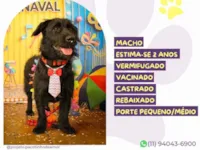 Cachorro raça SRD-ViraLata idade 2 anos nome Joaquim