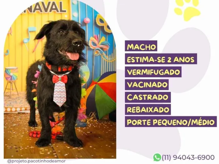 Cachorro raça SRD-ViraLata idade 2 anos nome Joaquim