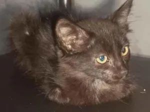 Gato raça SRD-ViraLata idade 2 a 6 meses nome Gatinha dócil para doação 