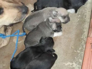 Cachorro raça Basset-Cofap idade 2 a 6 meses nome Cachorrinhos