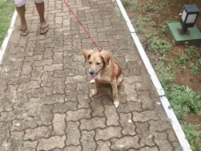 Cachorro raça SRD-ViraLata idade 2 a 6 meses nome belinha