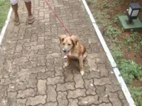 Cachorro raça SRD-ViraLata idade 2 a 6 meses nome belinha