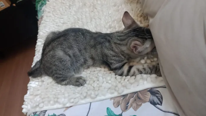 Gato raça SRD-ViraLata idade 2 a 6 meses nome BAIRRO PARQUE MARACANÃ CONTAGEM  (GATINHO SEM NOME)