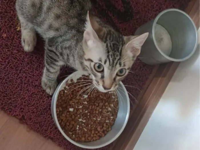 Gato raça SRD-ViraLata idade 2 a 6 meses nome BAIRRO PARQUE MARACANÃ CONTAGEM  (GATINHO SEM NOME)