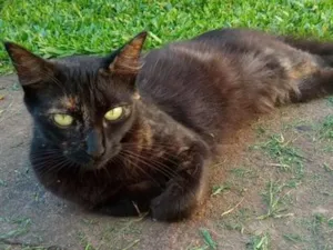 Gato raça SRD-ViraLata idade 2 anos nome Preta