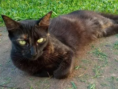 Gato raça SRD-ViraLata idade 2 anos nome Preta