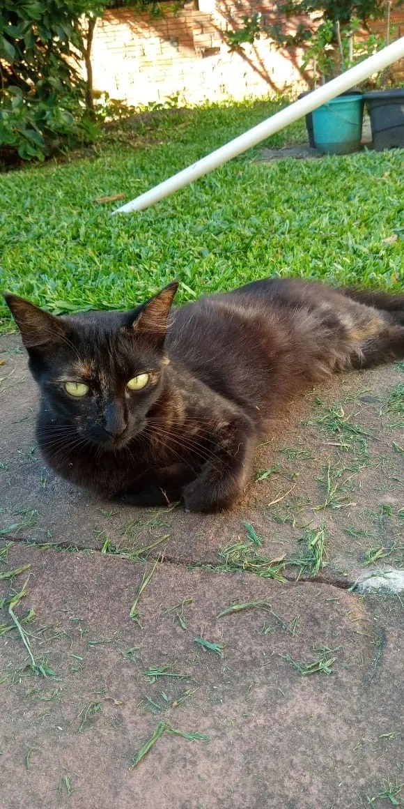 Gato raça SRD-ViraLata idade 2 anos nome Preta