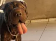 Cachorro raça Shar Pei idade 5 anos nome Spike 
