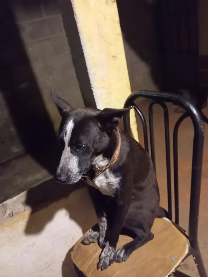 Cachorro raça Pit-Bull idade 1 ano nome Zeys