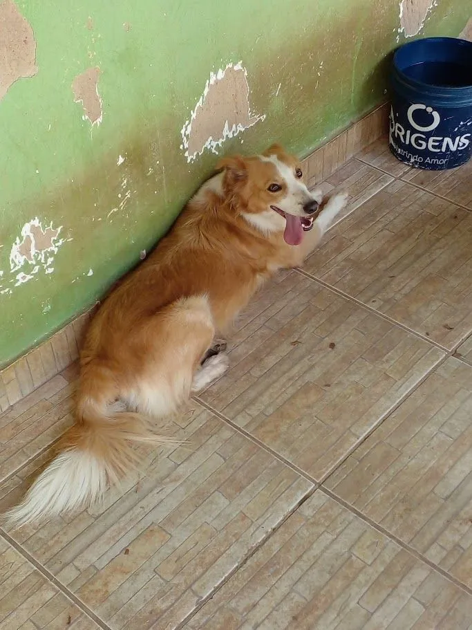 Cachorro raça SRD-ViraLata idade 5 anos nome Titi