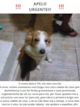 Cachorro raça SRD-ViraLata idade 5 anos nome Titi