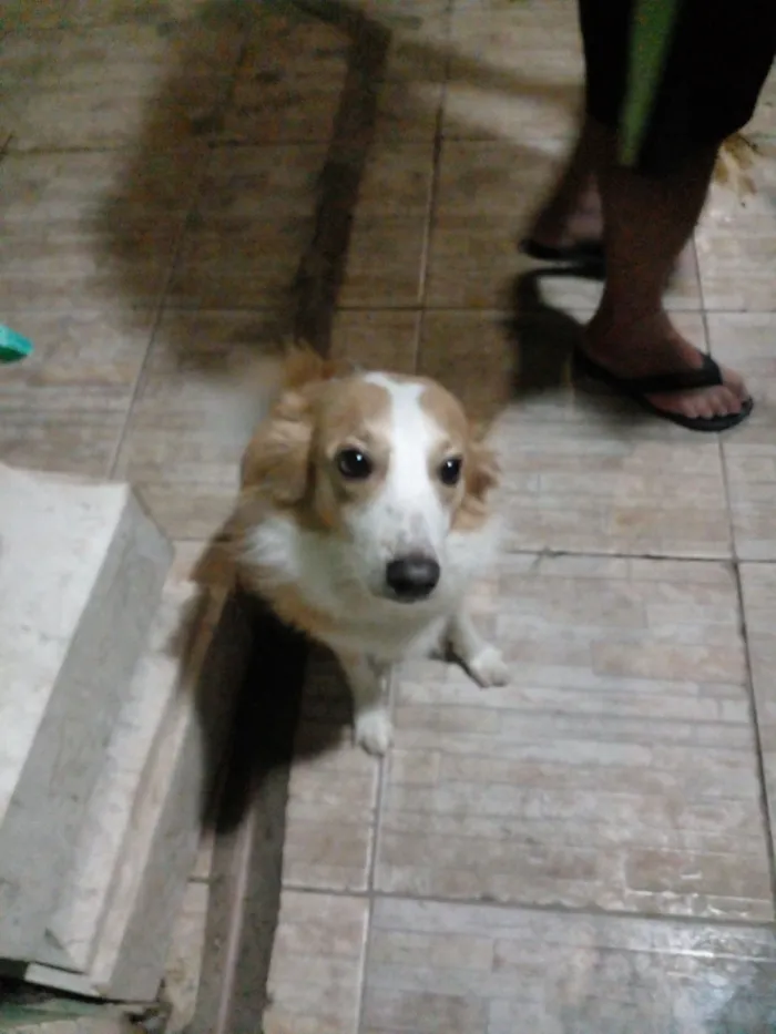 Cachorro raça SRD-ViraLata idade 5 anos nome Titi