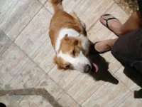 Cachorro raça SRD-ViraLata idade 5 anos nome Titi