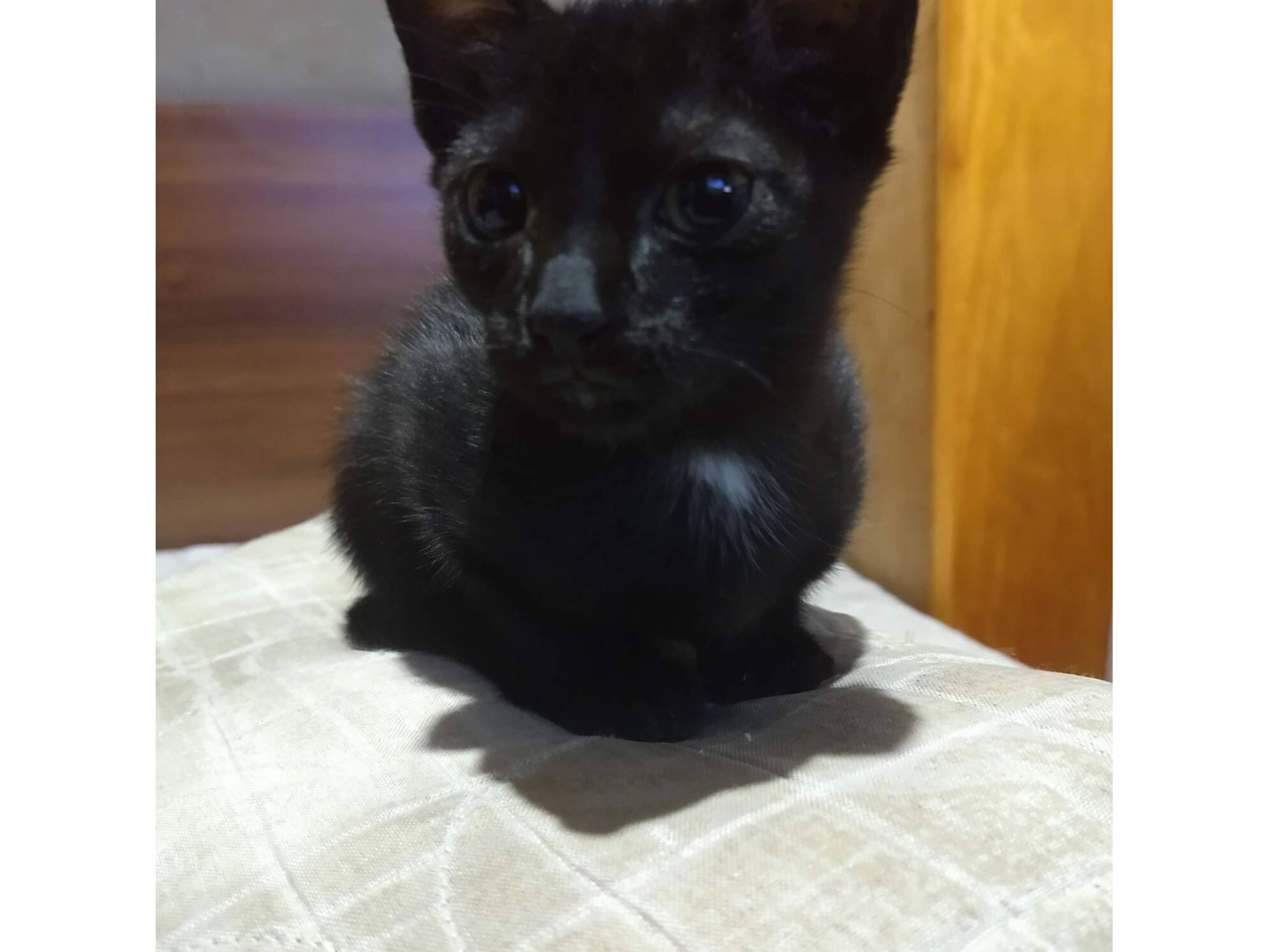 Gato raça SRD-ViraLata idade 2 a 6 meses nome Será nomeado pelo adotante.