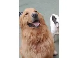 Cachorro raça Golden idade 3 anos nome Theo