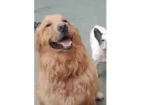 Cachorro raça Golden idade 3 anos nome Theo