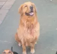 Cachorro raça Golden idade 3 anos nome Theo