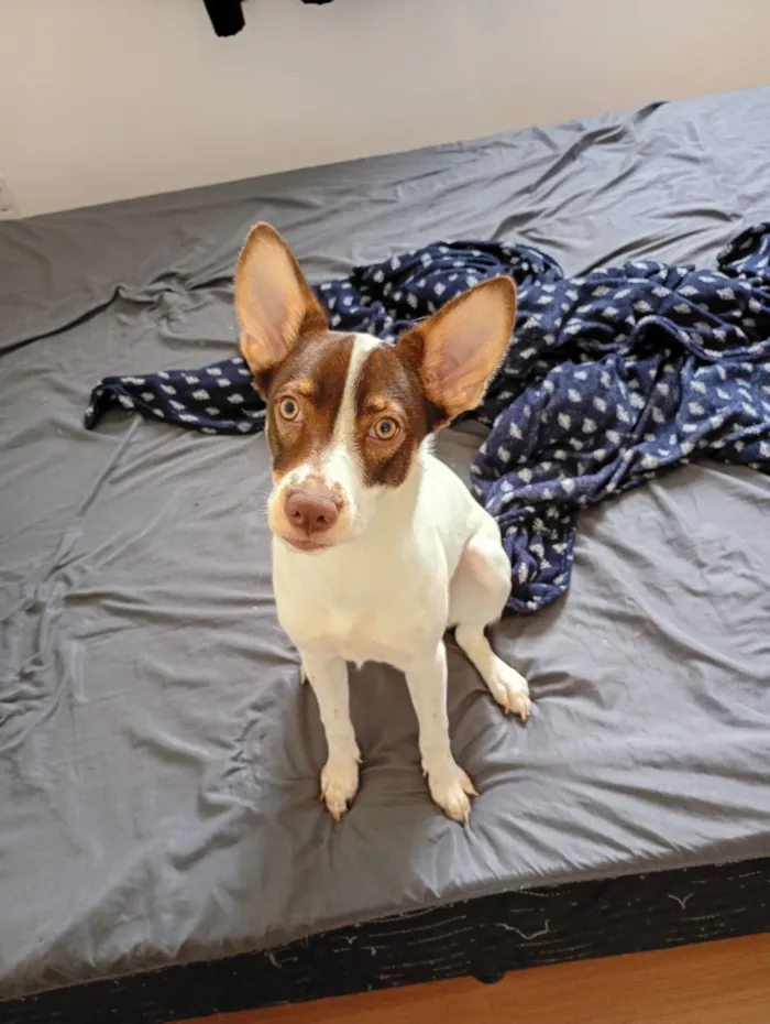 Cachorro raça SRD-ViraLata idade 2 a 6 meses nome Pérola 