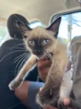 Gato raça Siamês idade Abaixo de 2 meses nome Mike
