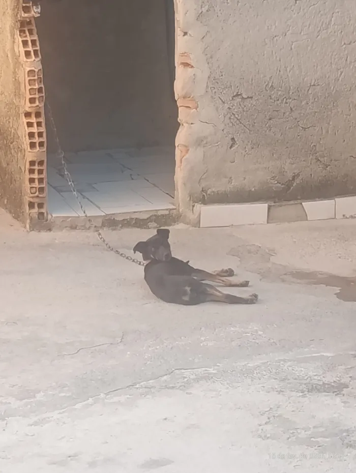 Cachorro raça SRD-ViraLata idade 1 ano nome Lua 