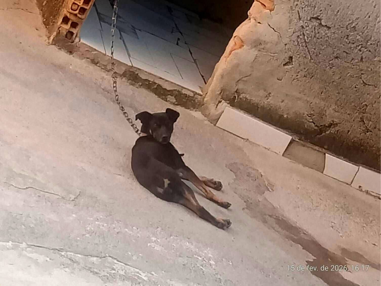 Cachorro raça SRD-ViraLata idade 1 ano nome Lua 