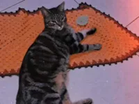 Gato raça SRD-ViraLata idade 1 ano nome Theo luna