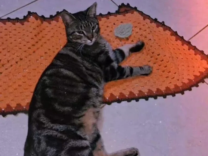 Gato raça SRD-ViraLata idade 1 ano nome Theo luna