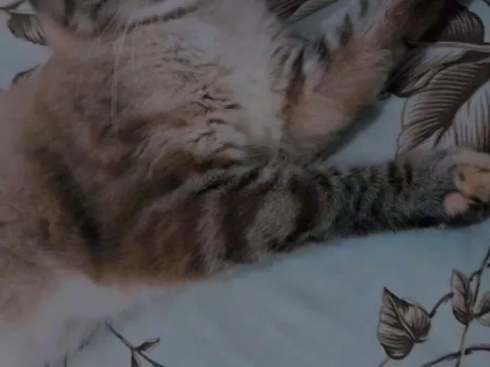 Gato raça SRD-ViraLata idade 1 ano nome Theo luna