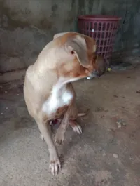 Cachorro raça Fila idade 1 ano nome Princesa 