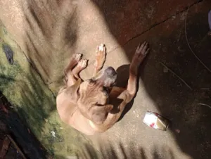 Cachorro raça Fila idade 1 ano nome Princesa 