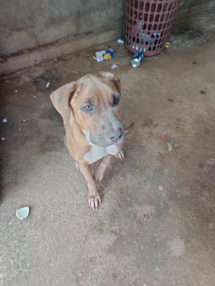 Cachorro raça Fila idade 1 ano nome Princesa 