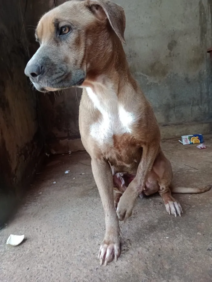 Cachorro raça Fila idade 1 ano nome Princesa 