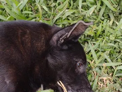 Cachorro raça SRD-ViraLata idade 6 ou mais anos nome ZEUS