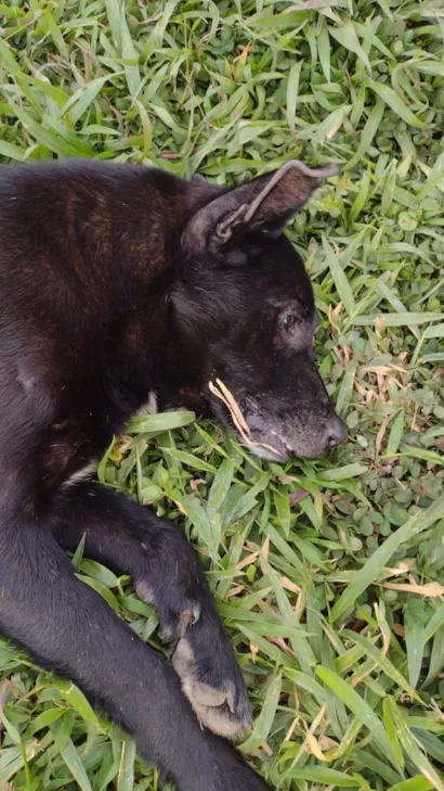 Cachorro raça SRD-ViraLata idade 6 ou mais anos nome ZEUS