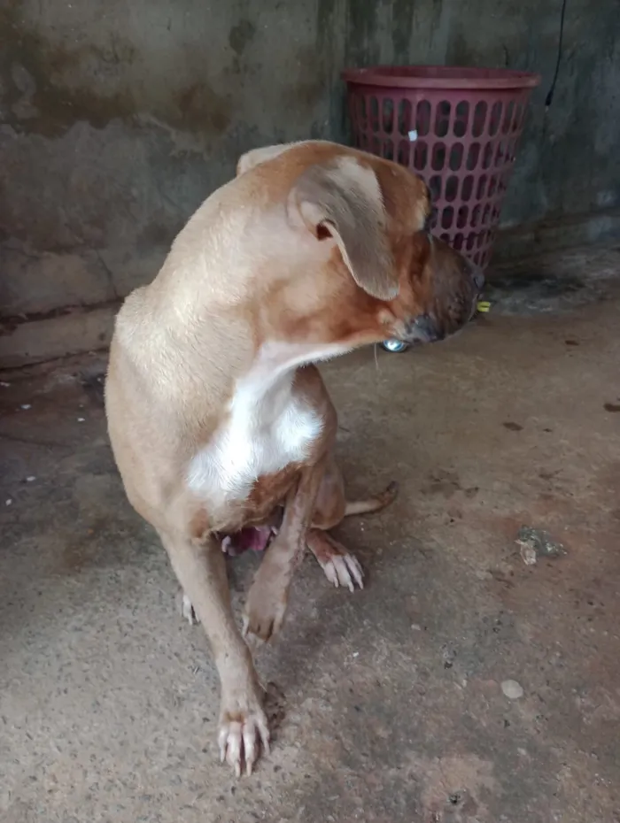 Cachorro raça Fila idade 1 ano nome Princesa 