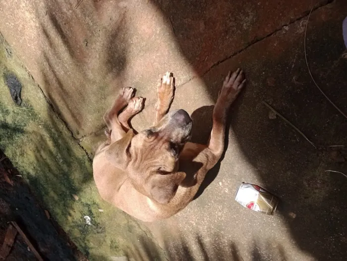 Cachorro raça Fila idade 1 ano nome Princesa 