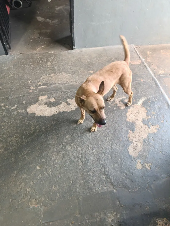 Cachorro raça SRD-ViraLata idade 6 ou mais anos nome Mel