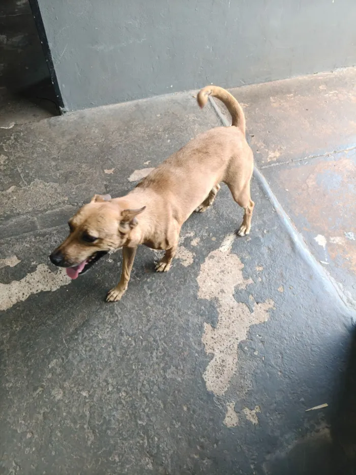 Cachorro raça SRD-ViraLata idade 6 ou mais anos nome Mel