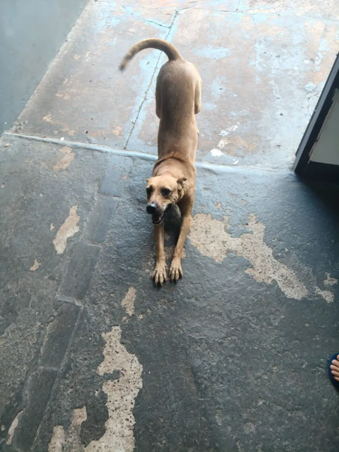 Cachorro raça SRD-ViraLata idade 6 ou mais anos nome Mel