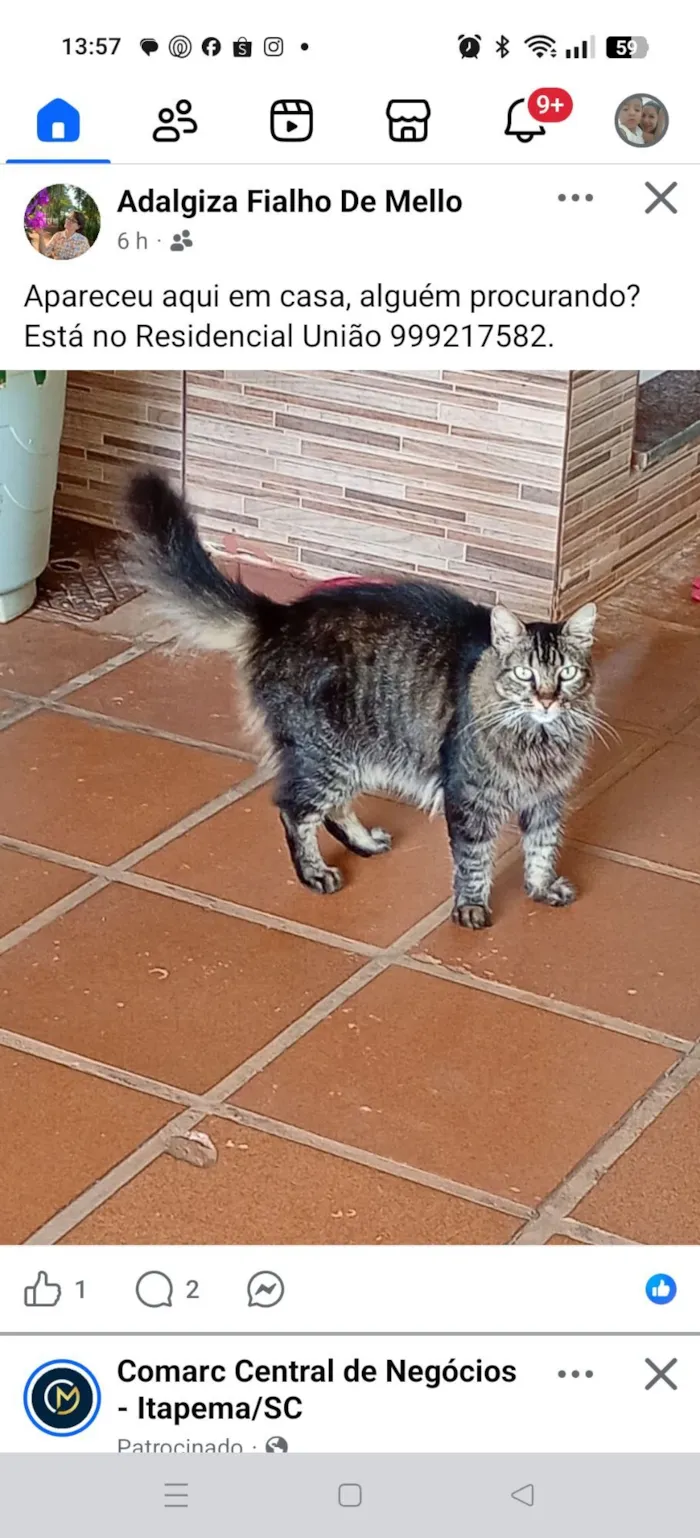 Gato raça SRD-ViraLata idade 6 ou mais anos nome Julieta