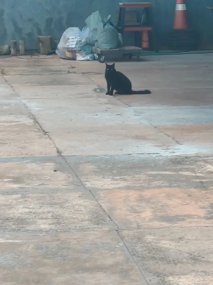 Gato raça SRD-ViraLata idade 6 ou mais anos nome Pretinha