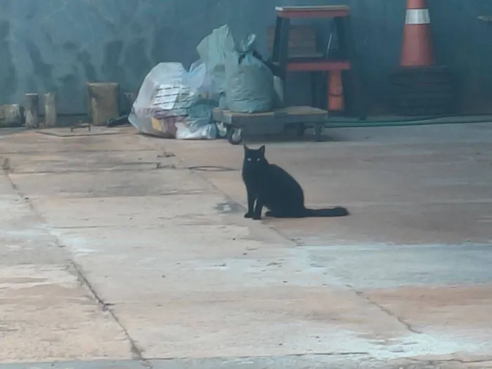 Gato raça SRD-ViraLata idade 6 ou mais anos nome Pretinha