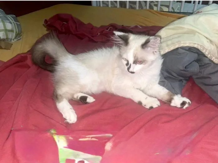 Cotton bb3meses pelo longo 