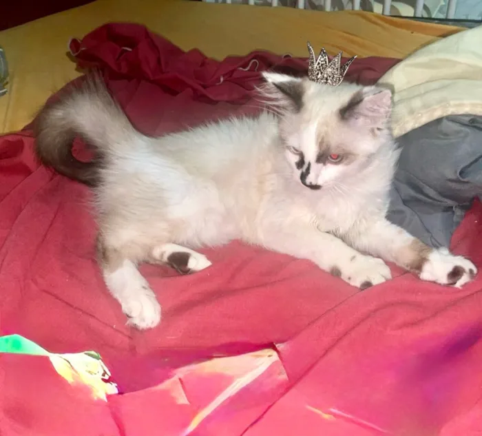 Gato raça SRD-ViraLata idade 2 a 6 meses nome Cotton bb3meses pelo longo 