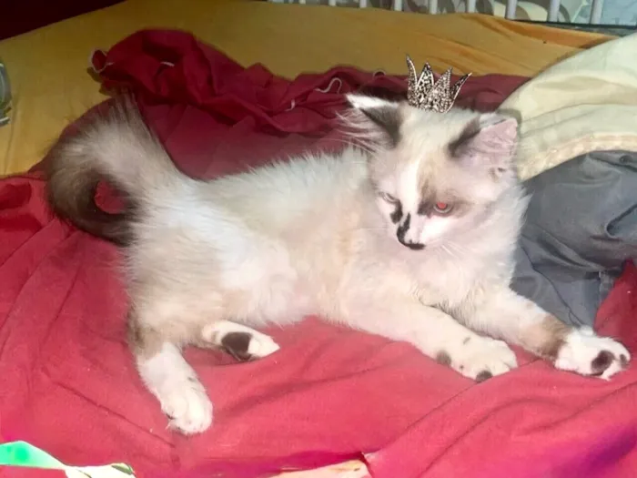Gato raça SRD-ViraLata idade 2 a 6 meses nome Cotton bb3meses pelo longo 