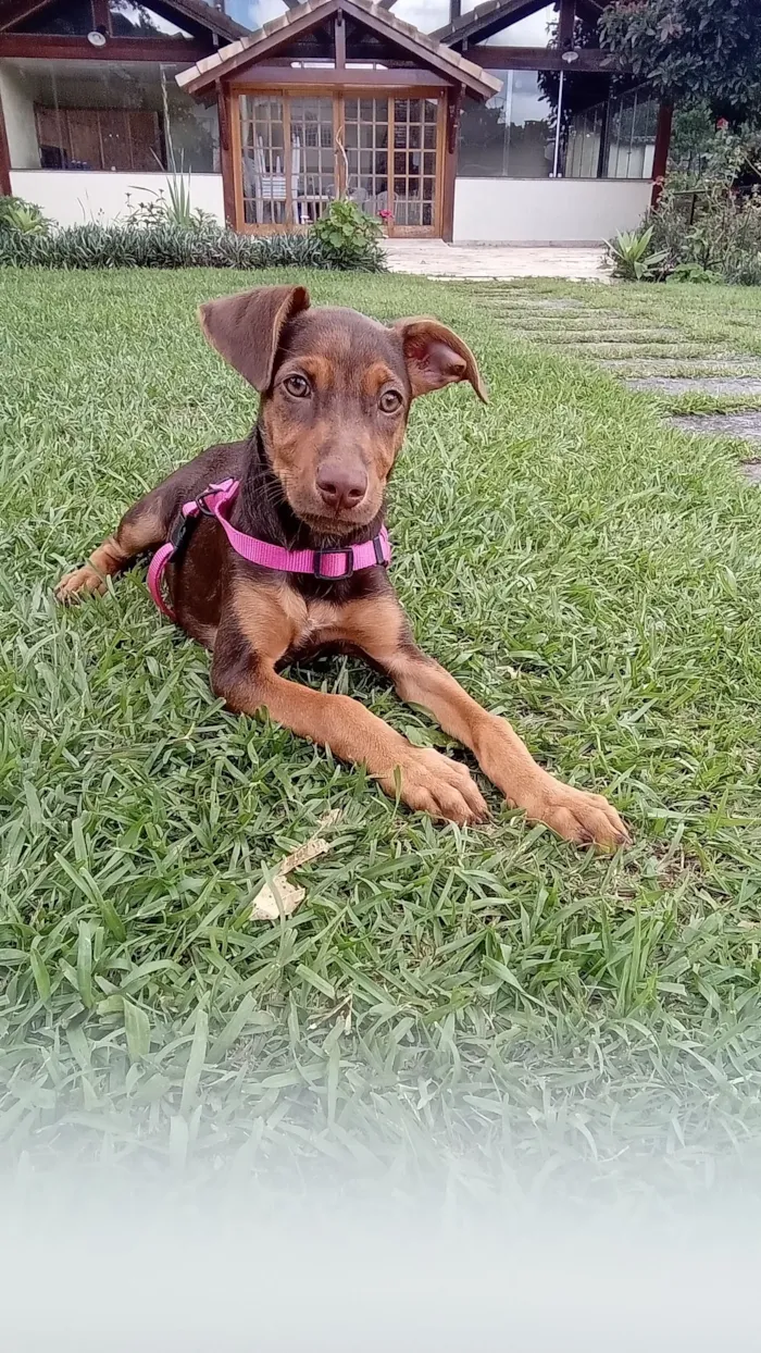 Cachorro raça SRD-ViraLata idade 2 a 6 meses nome Lana