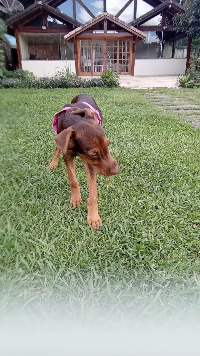 Cachorro raça SRD-ViraLata idade 2 a 6 meses nome Lana